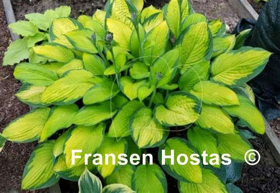 Hosta Gold Standard